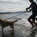 Un cane a un centro di addestramento