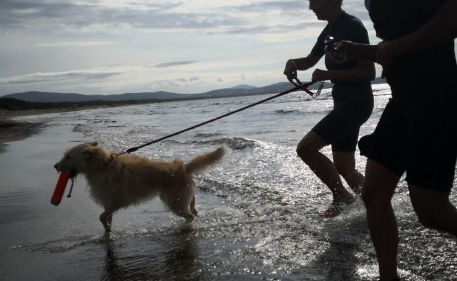 Un cane a un centro di addestramento