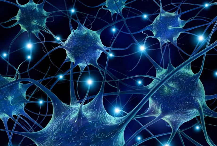 Un tipo molto speciale di cellula: i neuroni